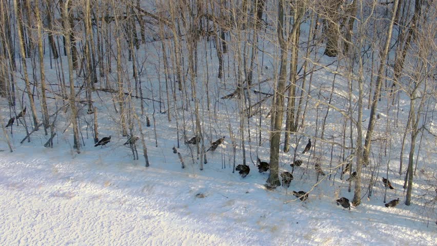 Wild turkeys congregate at edge of woods when deer come into view.
