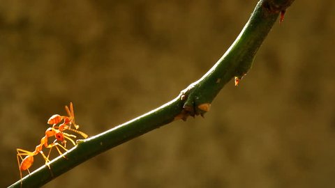 Ant climbing on branch tree in Chiangmai Thailand