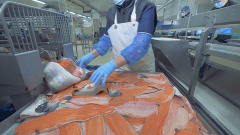 High-quality trout fillets are getting put onto the transporter. Fish factory.