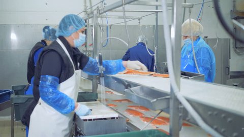 Fish factory. Trouts' fillets are getting processed by factory staff