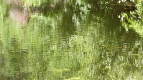 small ripples on a pond reflecting trees