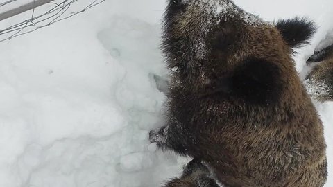 Vertical video. Wild boars on the snow in winter begging food