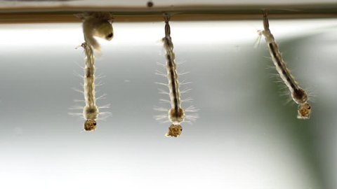 Mosquito larvae live in the water growing into mosquitoes.