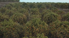 Aerial video of orange tree plantations in the Spanish province