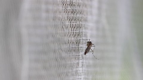 Aedes aegypti Mosquito on white mosquito wire mesh