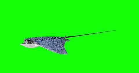 The Spotted eagle ray isolated on green screen with alpha channel section, 3D rendering motion graphic.