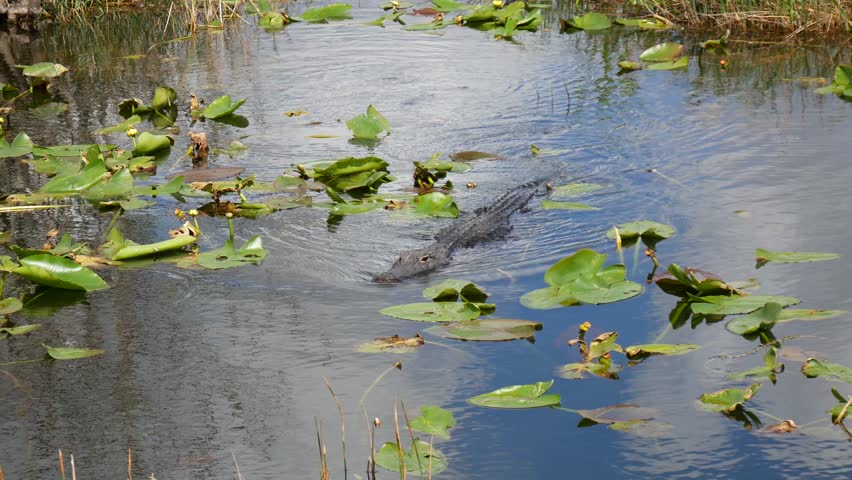 Wild alligator swimming in the waters of the Anhinga Trail in Everglades National Park (Florida).