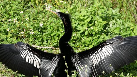 A wild Anhinga drying off its feathers by the Anhinga Trail in Everglades National Park (Florida).