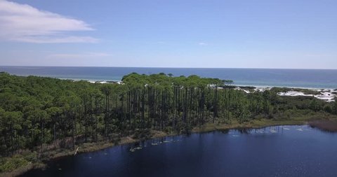 The Iconic Slash Pine Trees of Grayton Beach Florida