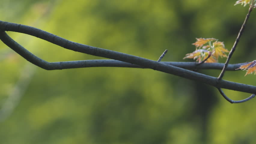 Slow motion pan of first leaves on maple tree