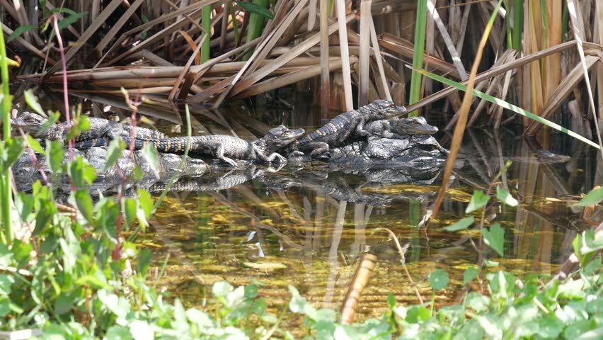 Wild baby alligators and their mother swimming and sleeping in a pool of water by the Shark Valley Trail in Everglades National Park (Florida).