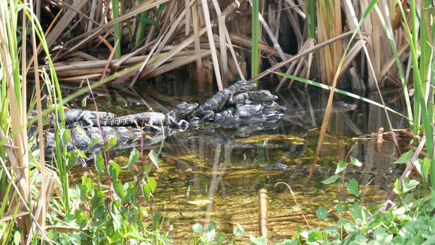 Wild baby alligators and their mother swimming and sleeping in a pool of water by the Shark Valley Trail in Everglades National Park (Florida).
