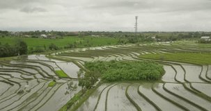 beautiful rice terraces ubuda, indonesia