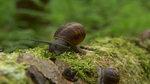 Cinematic close up motion timelapse shot tracking snails along a branch