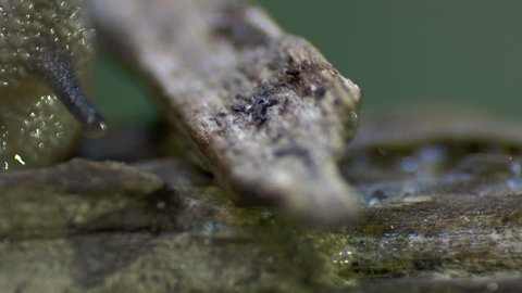 Stunning cinematic macro shot of a snail