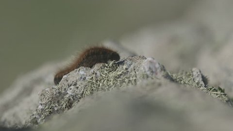 Beautiful shot of a hairy caterpillar making it’s way across a rock