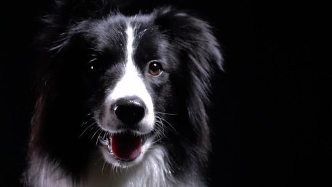 Close up of a border collie dog drooling, black background