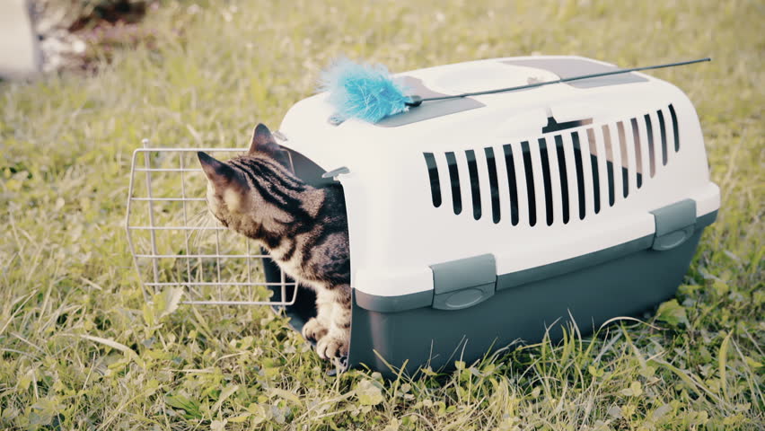 cat box transport