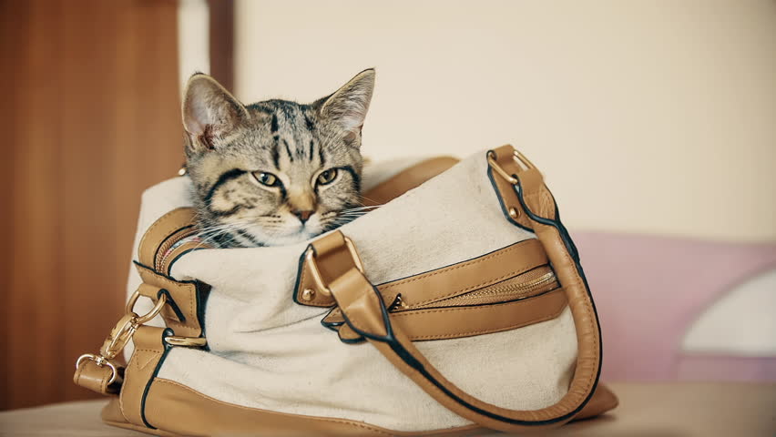 kitten in a bag