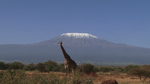 A giraffe walks away from the camera with kilimanjaro in the background.