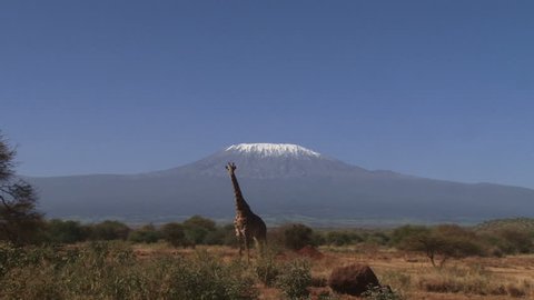 Zoom in of a giraffe next to mount kilimanjaro.