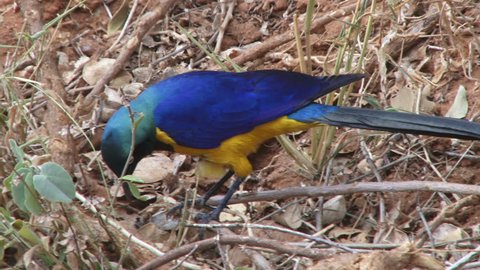 A colourful bird called golden breasted starling.