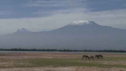 mount kilimanjaro with zebras grazing on the foreground.