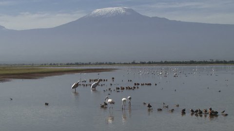 Pelicans preening themselves with mount kilimanjaro in the background.