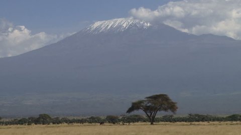 ostriches grazing under kilimanjaro.