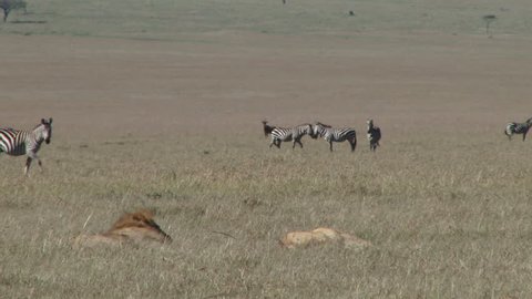 A Cory Bastard Walks Among Stock Footage Video 100 Royalty Free Shutterstock