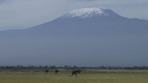 female ostriches feeding under the mount kilimanjaro.