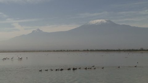 Black ducks swimming with mount kilimanjaro in the background.