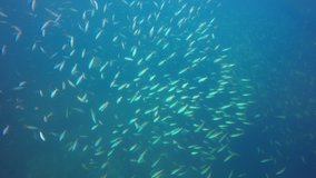 Sardines and tuna fish video