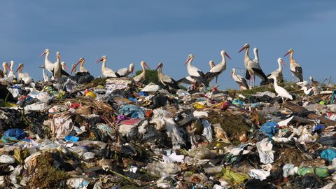 4K close-up view of European Storks and cattle egrets scavenging for food on a landfill dump site