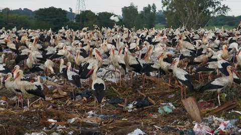 4K close-up view of throusands of European Storks and cattle egrets standing on a landfill dump site where they scavenge for food