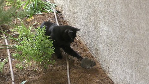 A black cat harassing an urban rat. This is a proof that black cats bring bad luck to rats