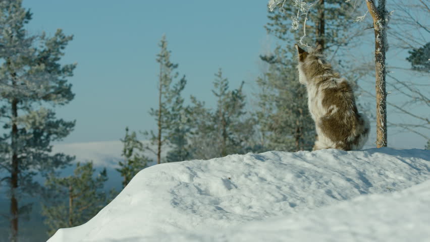 A husky collie dog sits in the snow, in a forest