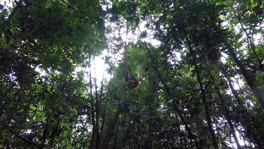 Orangutan swinging in the rainforest of Bukit Lawan on Sumatra, Indonesia. Royalty-Free Stock Footage #1025471963