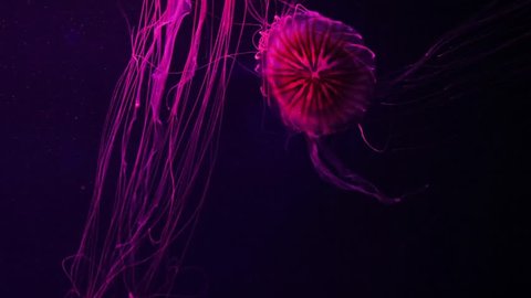 4k A Group Of Fluorescent の動画素材 ロイヤリティフリー Shutterstock