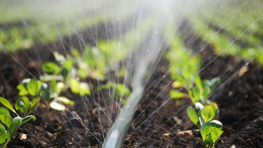 Irrigation of plantation. Sprinkler irrigates vegetable crops. Royalty-Free Stock Footage #1025473331