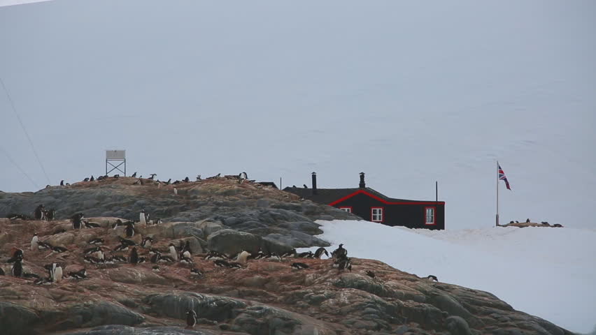 Penguins on rocks in Port Lockroy, Antarctica