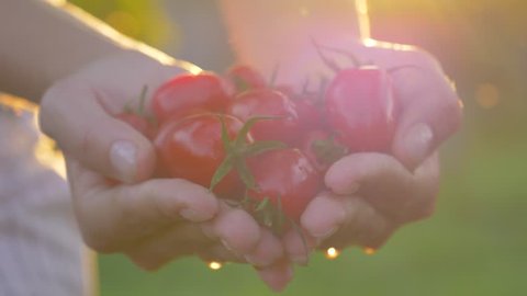 Women hands close up hold in the palms of ripe cherry tomatoes with drops of water, show them to the camera background the golden rays of sunset on a summer sunny day