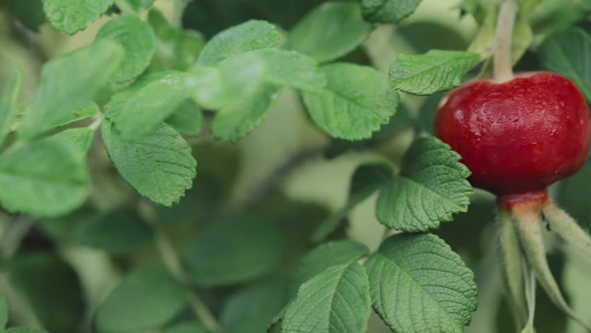 Red Rose Hip Or Rosehip, Also Called Rose Haw And Rose Hep Royalty-Free Stock Footage #1025489852
