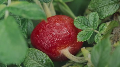 Red Rose Hip Or Rosehip, Also Called Rose Haw And Rose Hep, Is A