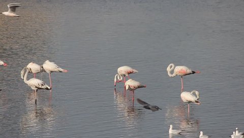 Beautiful small group of Lesser Flamingo birds in lake stock video FULL HD