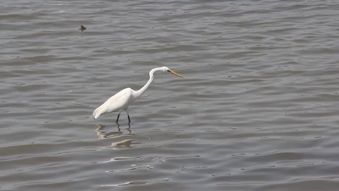 Beautiful Indian White heron searching for hunt and small fishes in middle of the lake stock video full hd