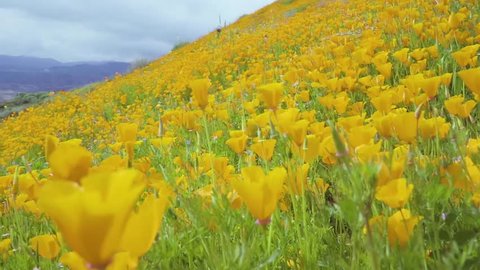 Slow motion California poppies covering a mountainside swaying in the wind during the super bloom