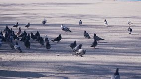 Pigeons on the seafront near the ocean in slow motion