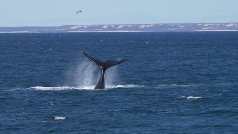 Southern right whale tail bashing in Patagonia, slow motion