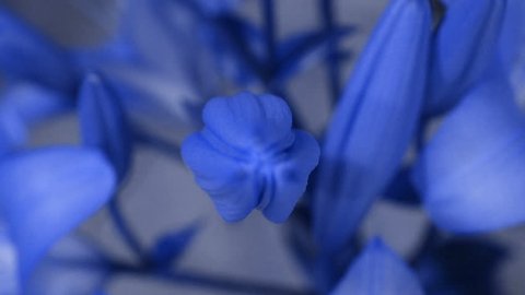 Blue Lily flower blooming, opening its blossom. Epic time lapse. Wonderful nature. Futuristic world